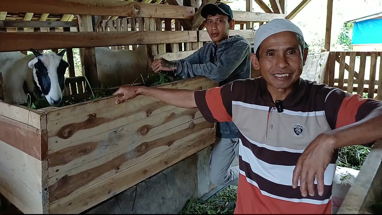 PENGIRIMAN BIBIT DARAAN BIG KE TAKOKAK CIANJUR SELATAN