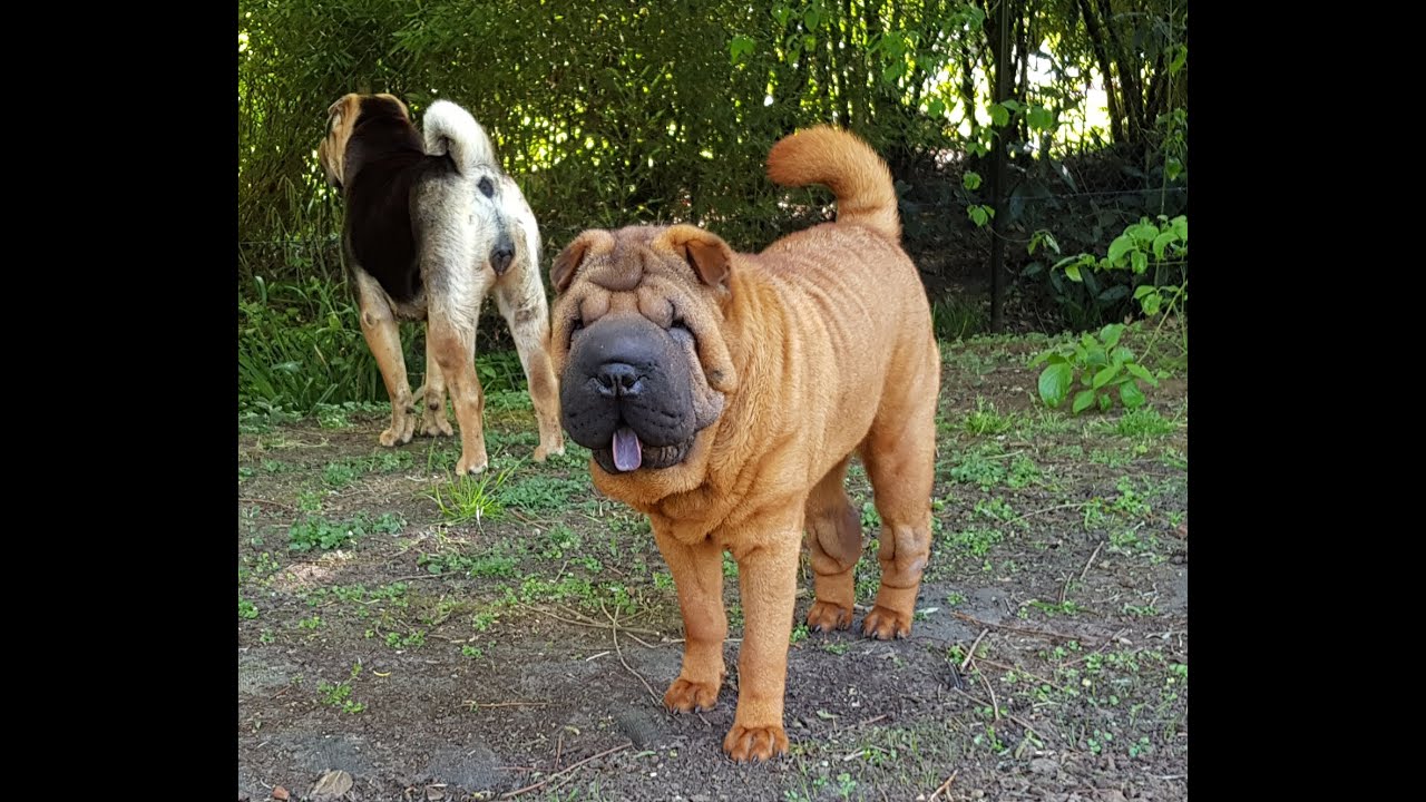 Shar pei endless playing