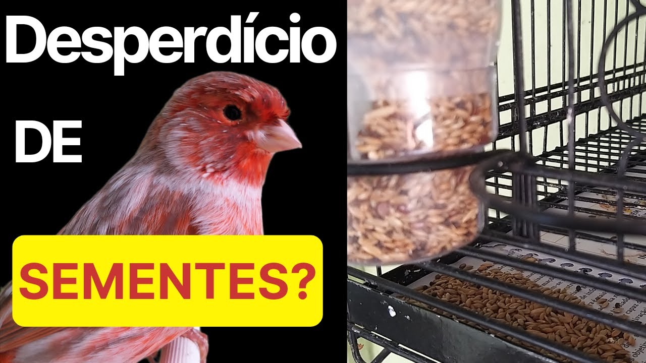 COMO DIMINUIR O DESPERDÍCIO DE SEMENTES DOS SEUS CANÁRIOS.😉