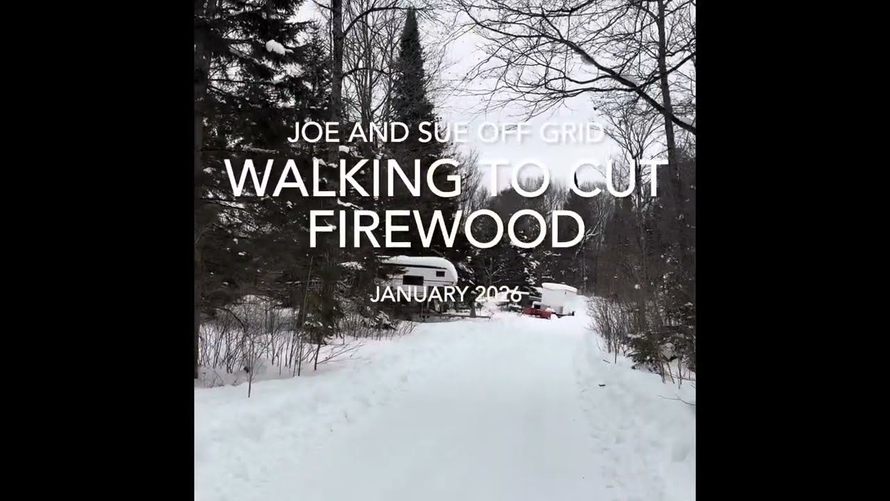 Walk with Sue to meet up with Joe cutting firewood 
