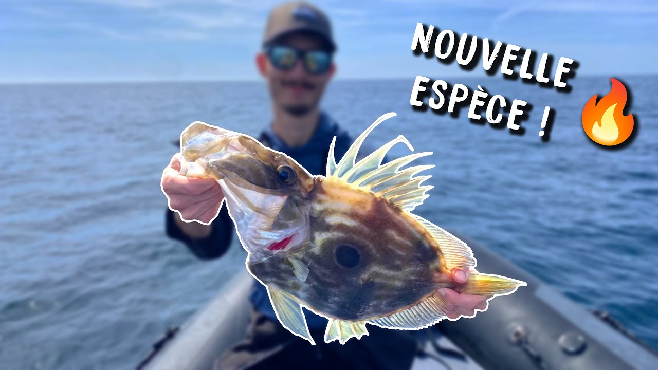SAINT PIERRE, PAGRE, LIEU JAUNE : p&ecirc;che au large de la Bretagne #2