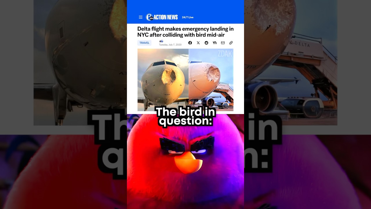 #animationmeme 🐦