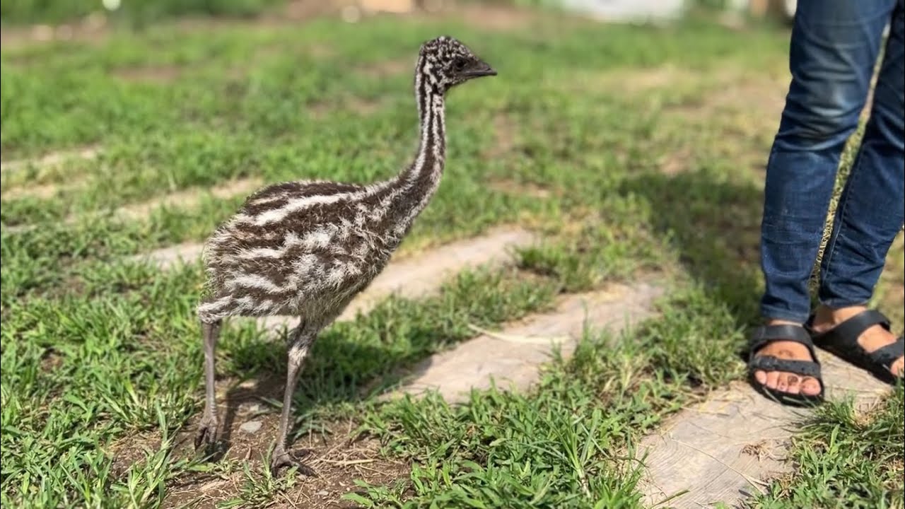 エミューを引き取って２ヶ月が経ちました