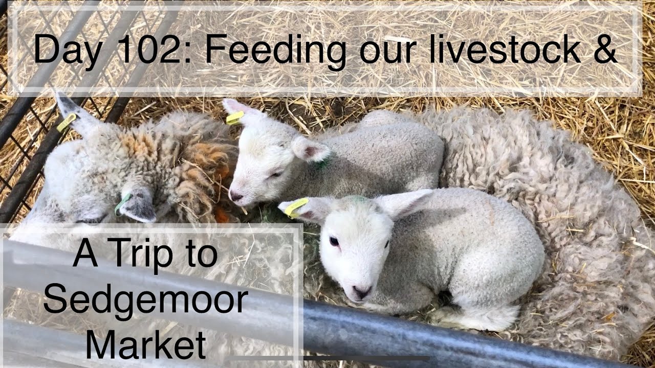 Day 102: Feeding our Livestock & Trip to Sedgemoor Market 🏡!