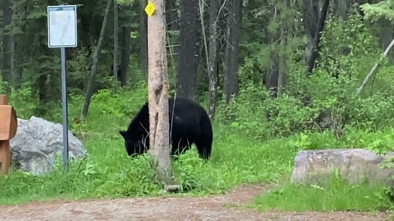 Black bear in parking lot