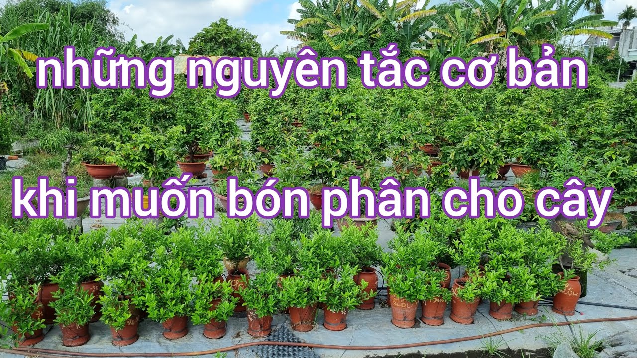 Những nguyên tắc và điều cần biết khi bón phân cho cây trồng trên chậu  0988063918