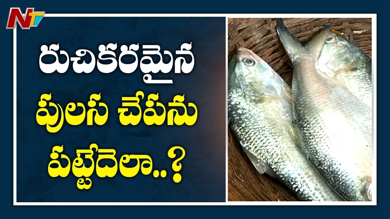 How They Hunt Godavari Pulasa Fish? || Pulasa Recipe || Life Is Beautiful || NTV