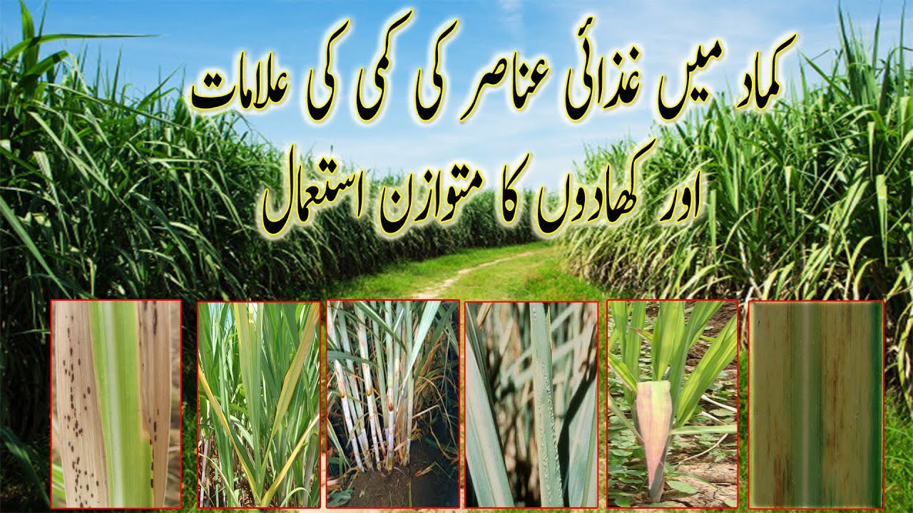 Nutrients deficiency Symptoms in Sugarcane | کماد کی فصل میں کھادوں کی کمی کی علامات