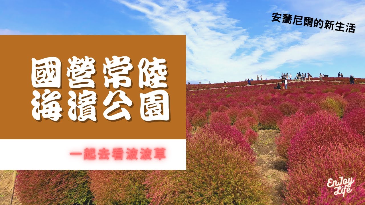 茨城縣 常陸海濱公園｜波波草｜掃帚草｜20201027