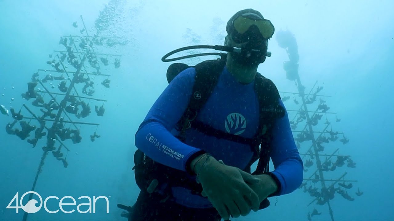 Coral Restoration 4ocean