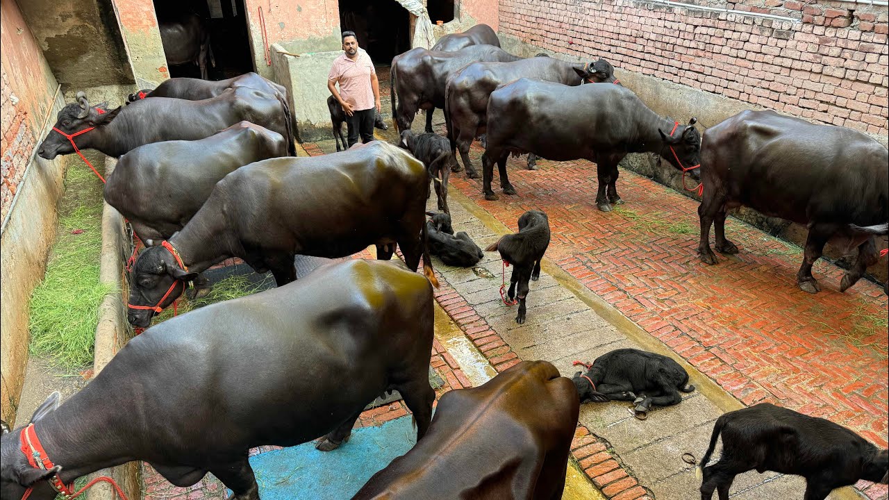 50 साल पूराना डेयरी फ़ार्म 🌹🌹 Bharat Dairy Farm, Rohtak, Haryana 🇮🇳