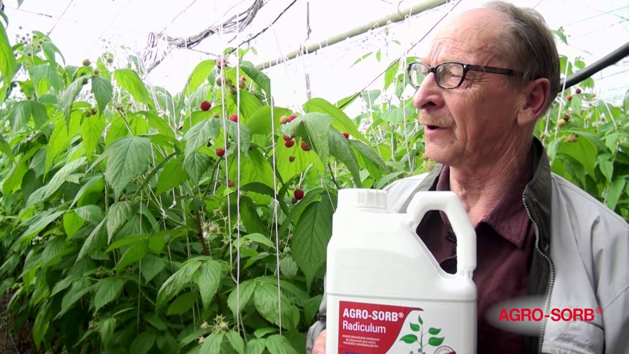 Polskie Aminokwasy Agrosorb - Radiculum, Folium - Dojrzewanie maliny