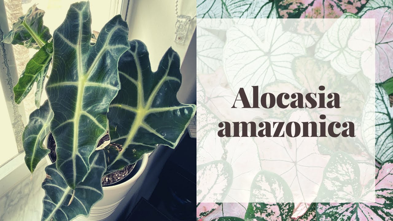 ALOCASIA POLLY O ALOCASIA AMAZONICA/African Mask. Guia de cuidados