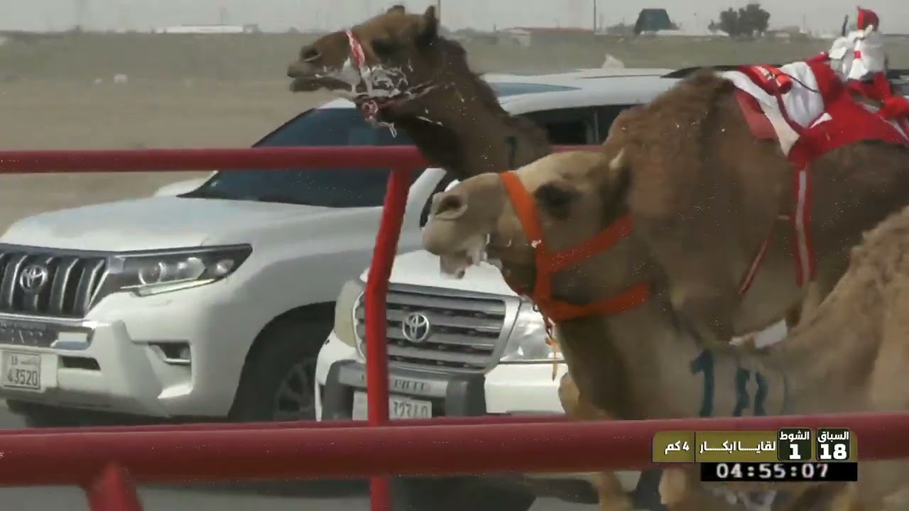 1 الشوط الأول لقايا ابكار السبت 17 01 2026