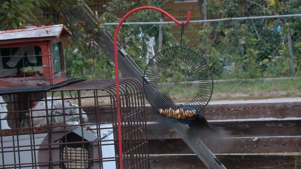 Stellar's Jays and the Peanut Ring