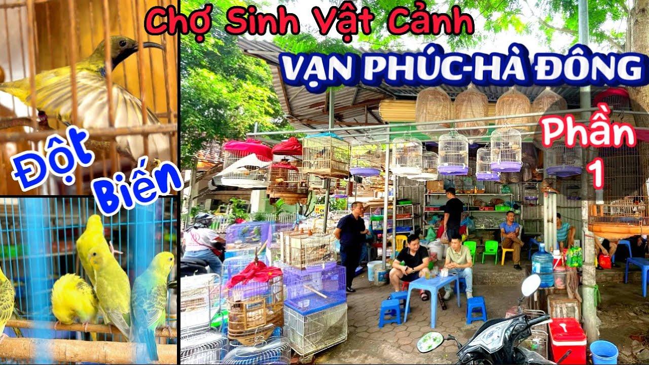 Bất Ngờ thấy Chim Hút Mật 5 Màu Đột Biến chỉ có 2 con tại Việt Nam ở chợ Sinh Vật Cảnh Hà Đông