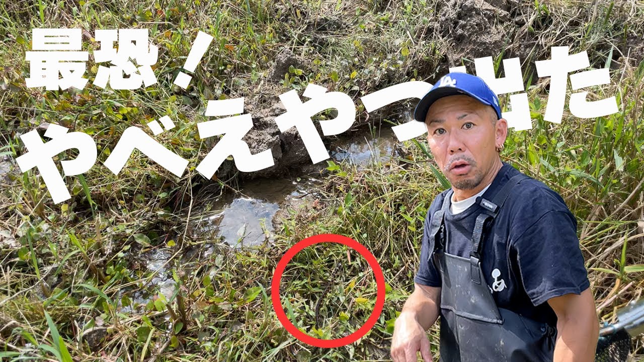 湿地帯調査でまさかの遭遇！最恐生物とバッタリ・・・水源に潜むヤマカガシ