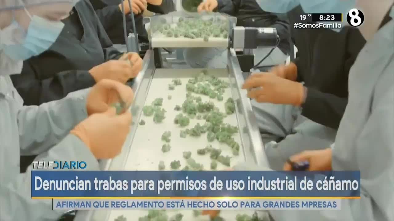 Denuncian trabas para permisos de uso industrial de c&aacute;&ntilde;amo