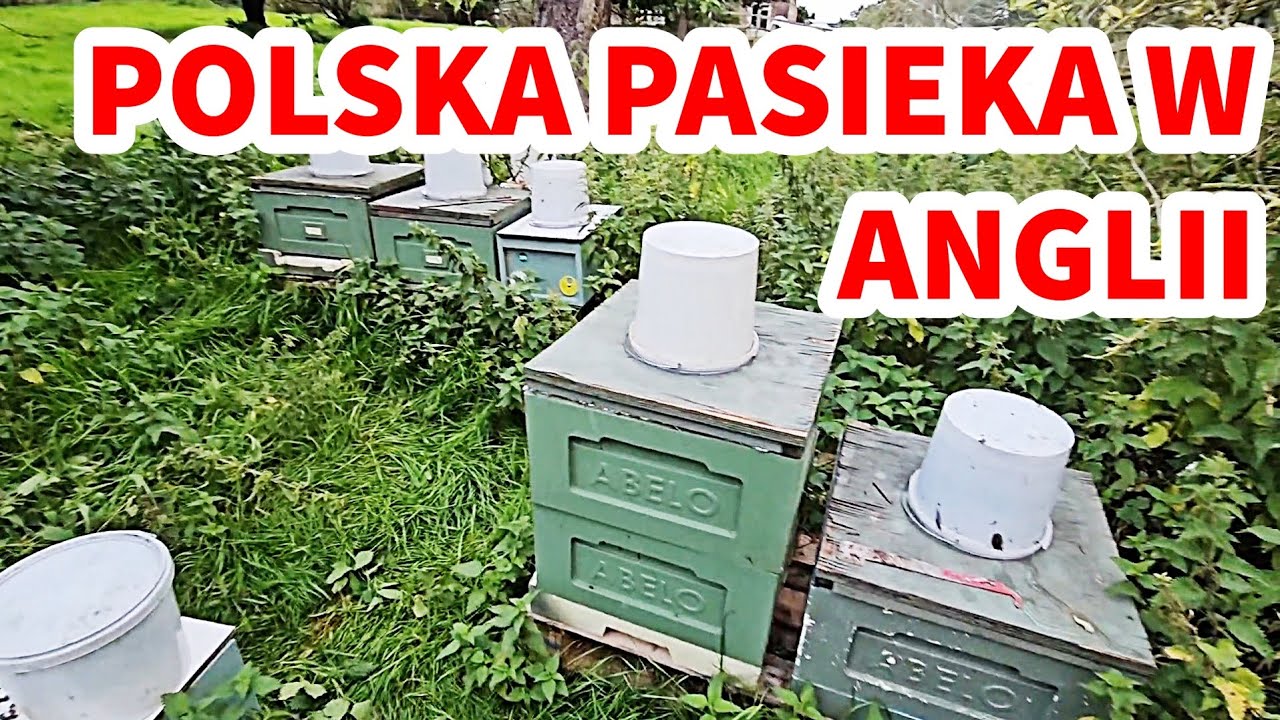 POLSKA PASIEKA W WIELKIEJ BRYTANII. #pszczoły #pszczelarz #pasieka