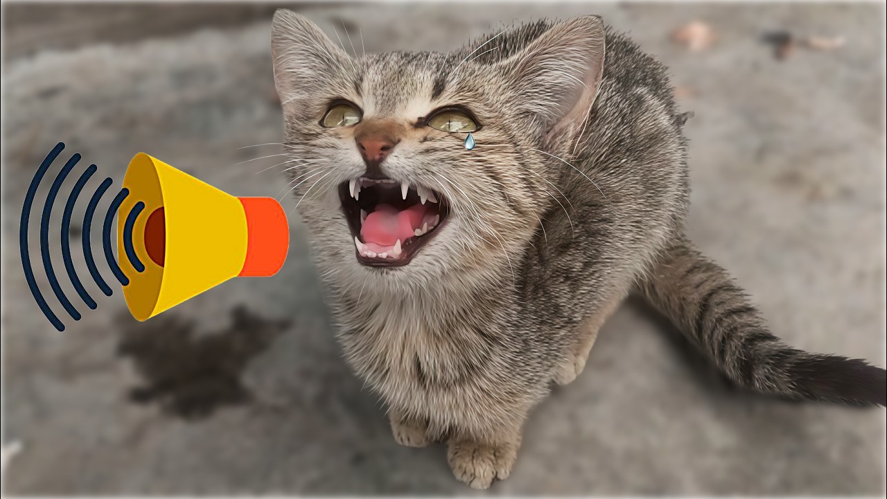 Kitten Sounds to Attract Mom | Spicy Kitten or Feral Kitten Meowing Loudly