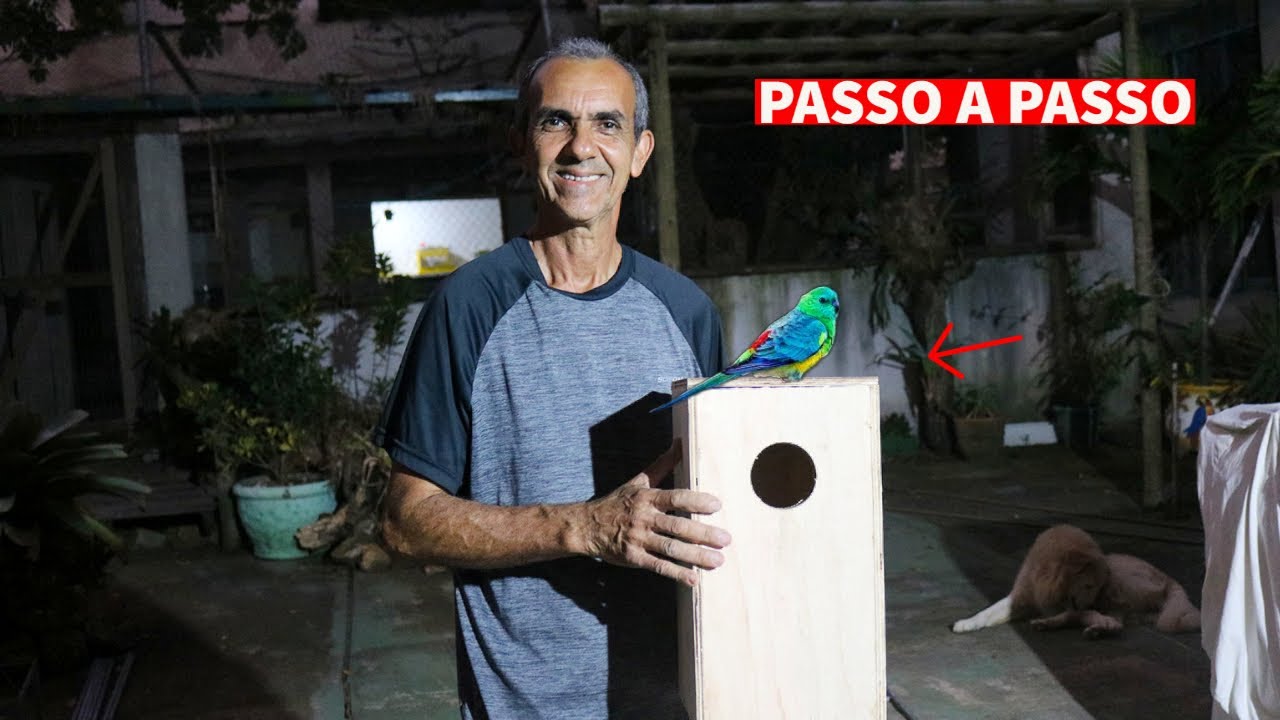 NOVO NINHO DE RED RUMPED - JÁ VÃO REPRODUZIR!