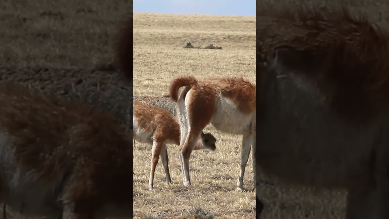Guanaca amamantando a su chulengo