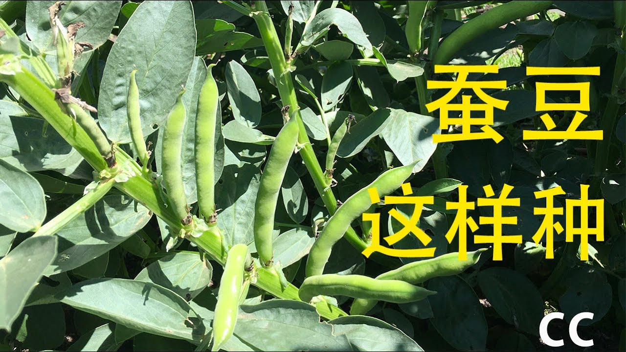 分享蚕豆种植(broad bean growing)经验,从什么时候育苗,下种季节,生长期间的温度,方法对了保您新鲜蠶豆吃不停.