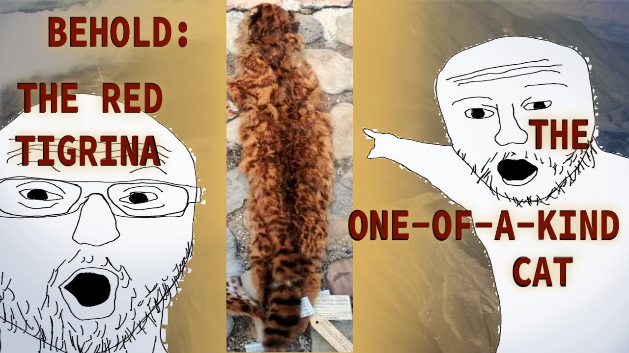 THE RED TIGRINA: the journey of just one pelt