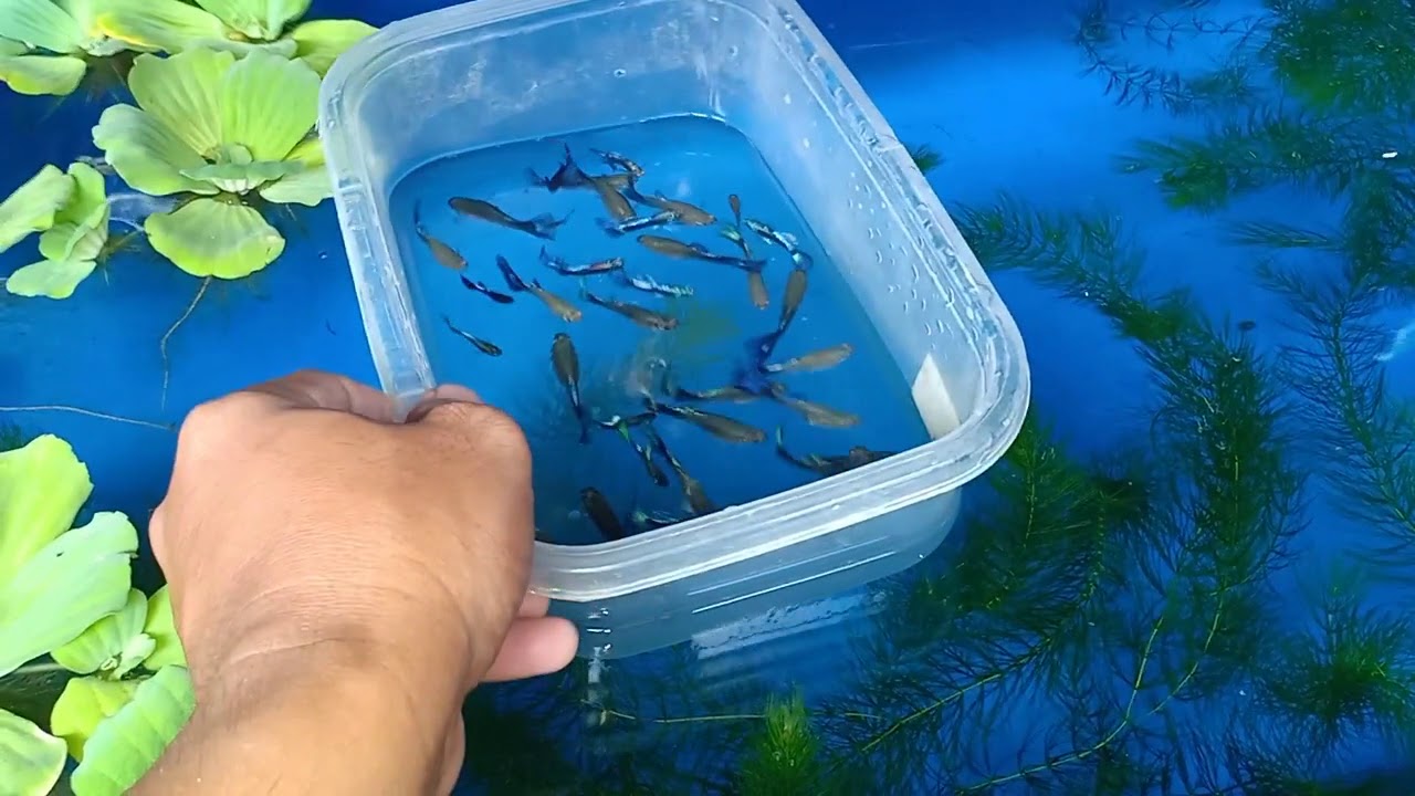 GUPPY BREEDING SETUP | How to multiply your guppy and other ornamental fish