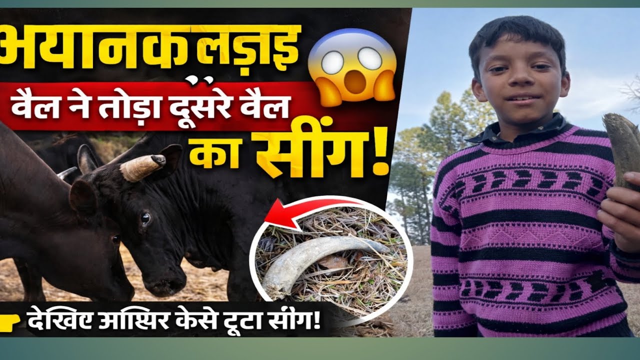 गांव में मचा हड़कंप! बैल की लड़ाई में टूटा सींग#BailKiLadai#BullFight#ViralVideo#Shocking#viral