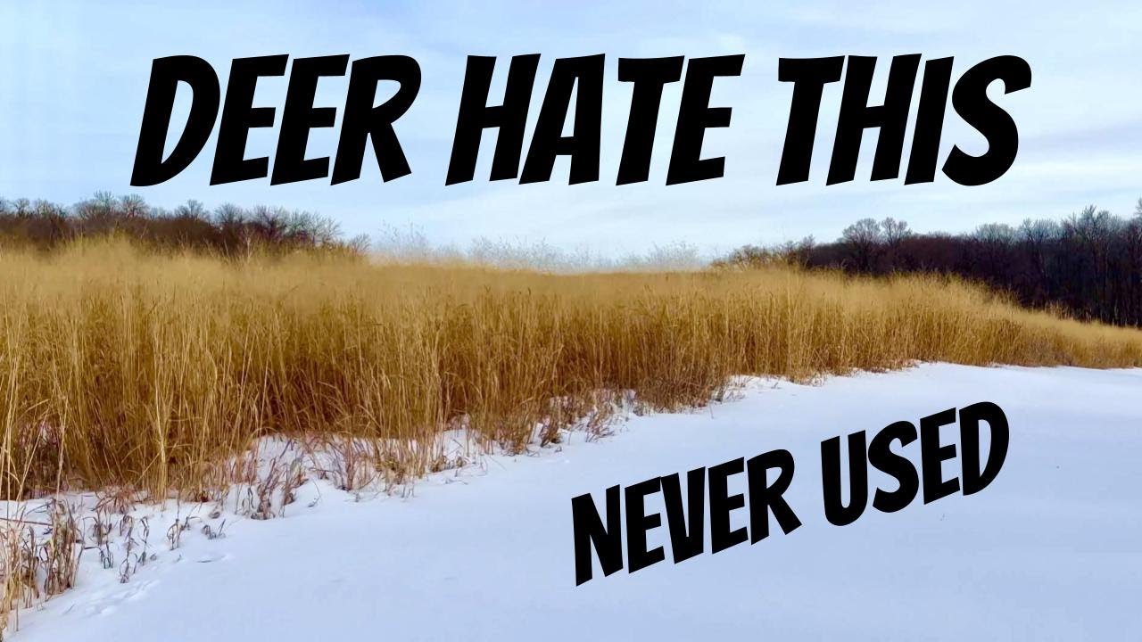 WHAT THEY’RE NOT TELLING YOU ABOUT SWITCHGRASS: 5-year deer use of a switchgrass bedding area