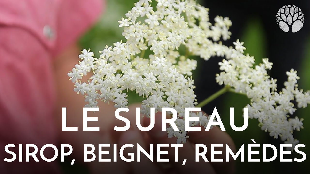 Le sureau noir, sirop, beignet, toux