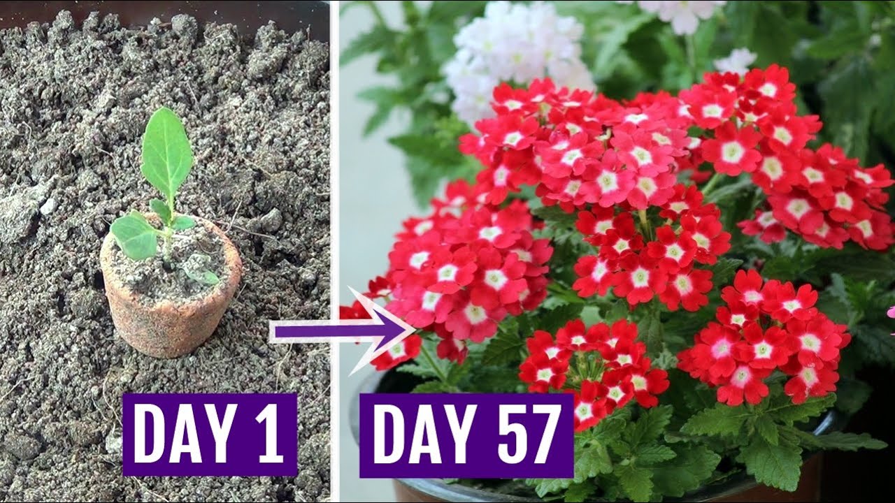 How to Grow Verbena Plant with All Care Tips - Complete Guide