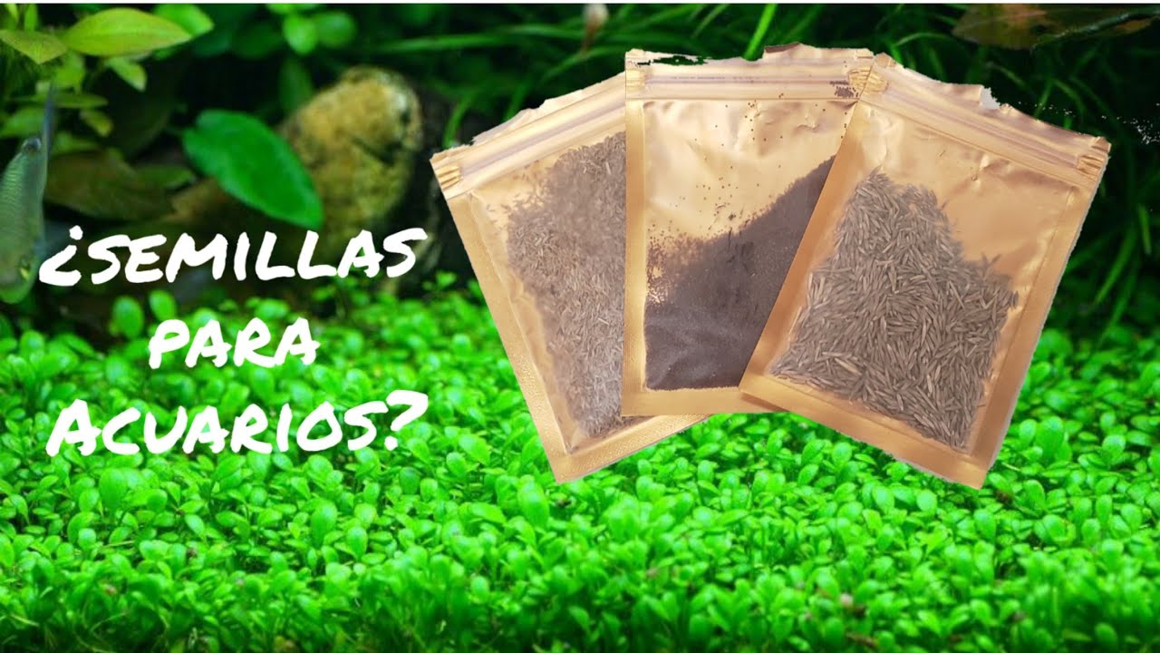 SEMILLAS PARA ACUARIO PLANTADO || ¿CIERTO O FALSO?