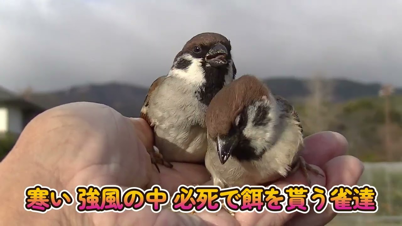 餌を貰いに手の上に飛んで来る雀達 20260120 2（行き道）
