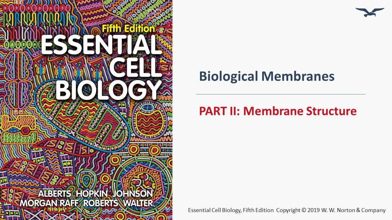 Biological Membrane Structure Details