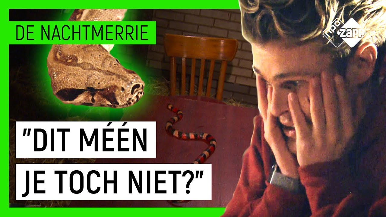 KAJ VAN DER VOORT AANGEVALLEN DOOR SLANG?! 😱🐍 | De Nachtmerrie | NPO Zapp