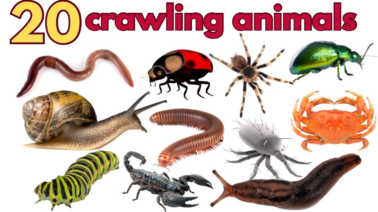 20 Crawling Animals Names and Qualities in English | Easy Learning for Kids&rdquo;