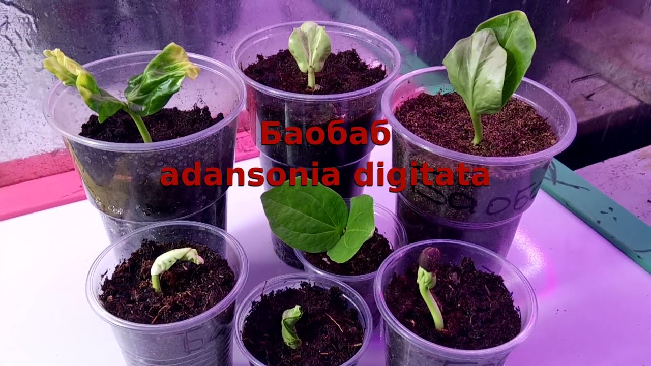 Баобаб из семян пророс!)