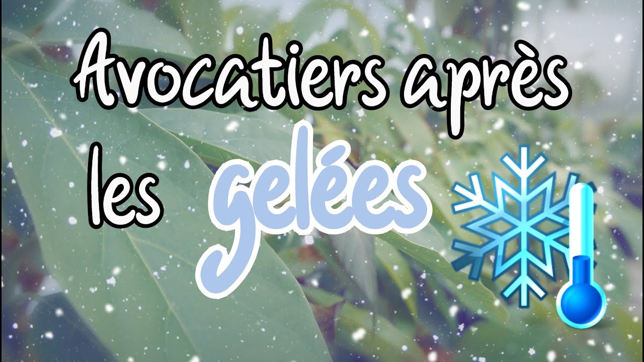 Comment ont réagi les avocatiers face aux gelées ? 🥶❄️