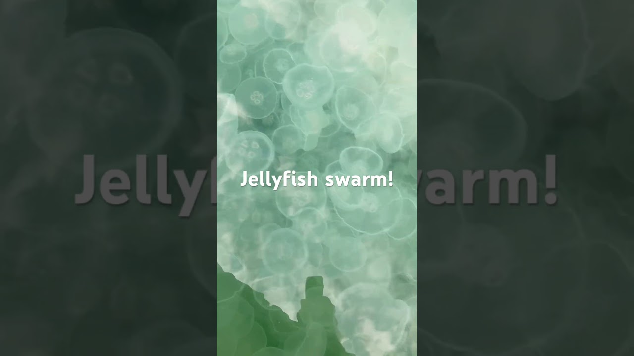 Jellyfish in massive cluster in Alaska, 