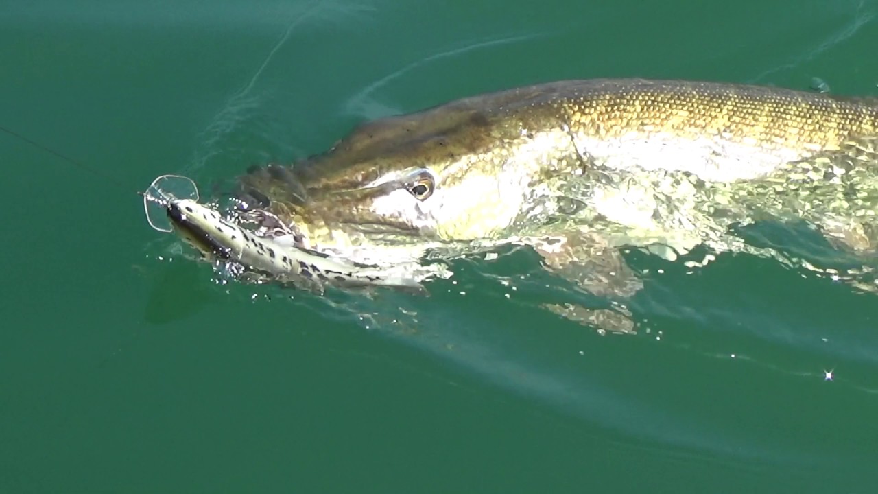 18. Fischen ... Angeln ... Geschichten vom Bodensee über Hecht & Seeforelle