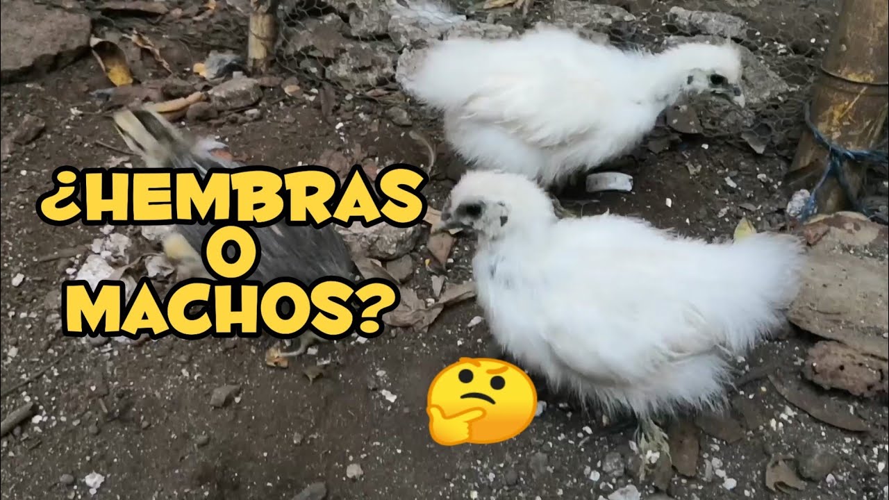 As&iacute; DESCUBR&Iacute; si mis POLLLOS SEDODOS son HEMBRA O MACHO  😊