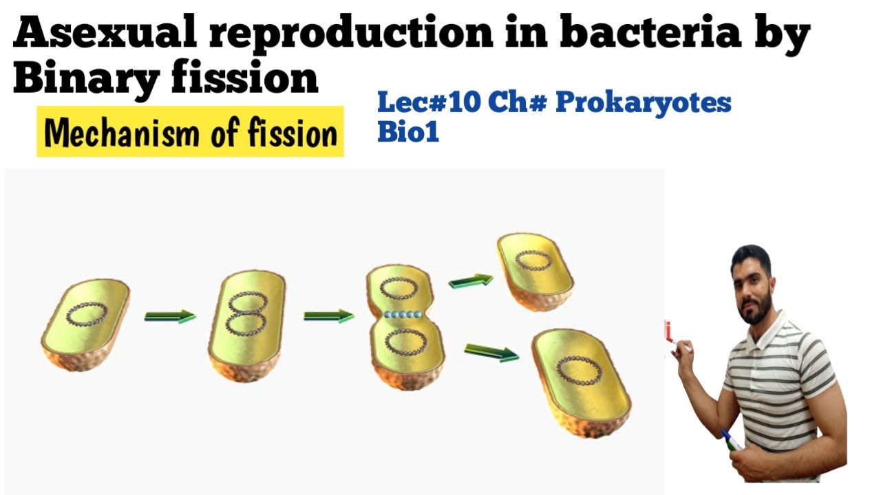 L-10 Asexual reproduction in bacteria  by Binary Fission Method