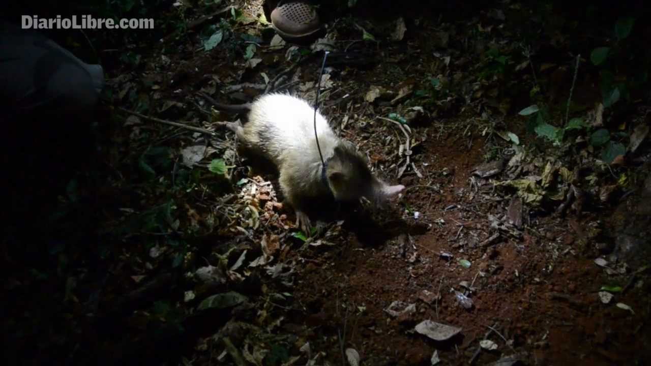 El &uacute;ltimo solenodonte