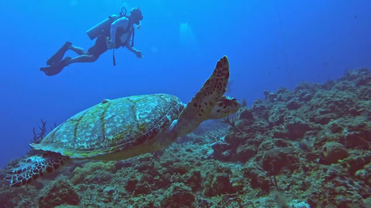 This Coral Reef at Ocho Rios Wall is Home to Incredible Sea Turtles