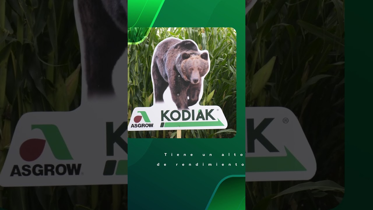 KODIAK Y ALCE | Asgrow Mx