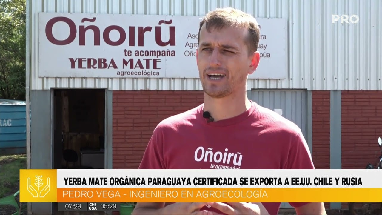 Yerba mate orgánica paraguaya certificada se exporta a EE.UU. Chile y Rusia