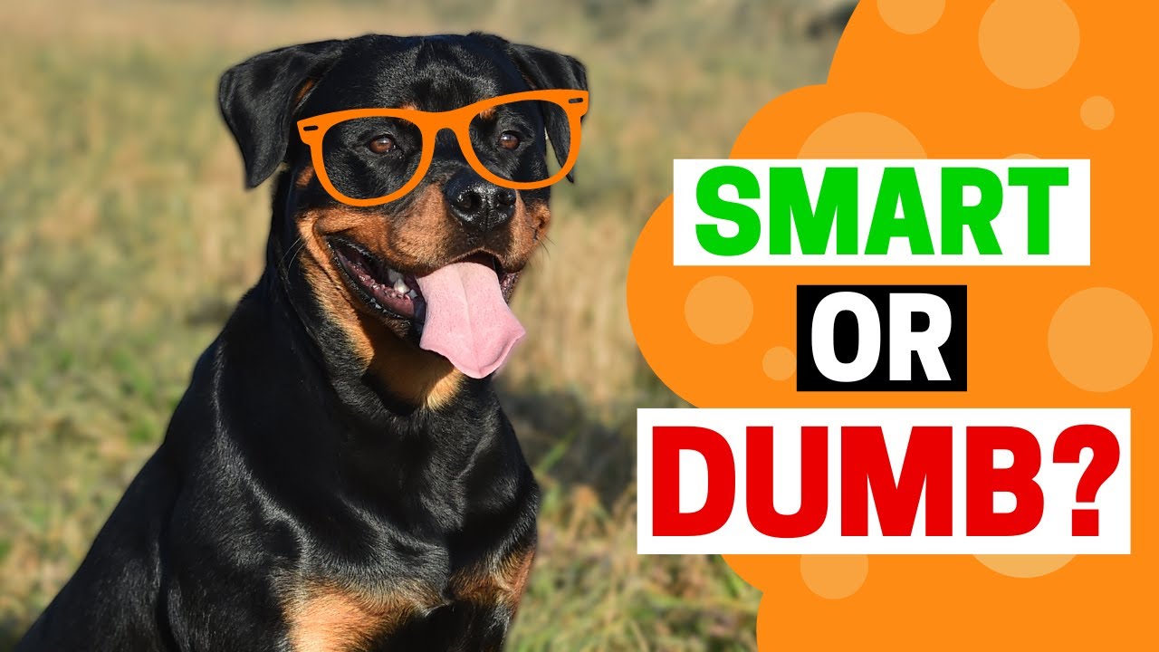 How Intelligent Are Rottweilers?