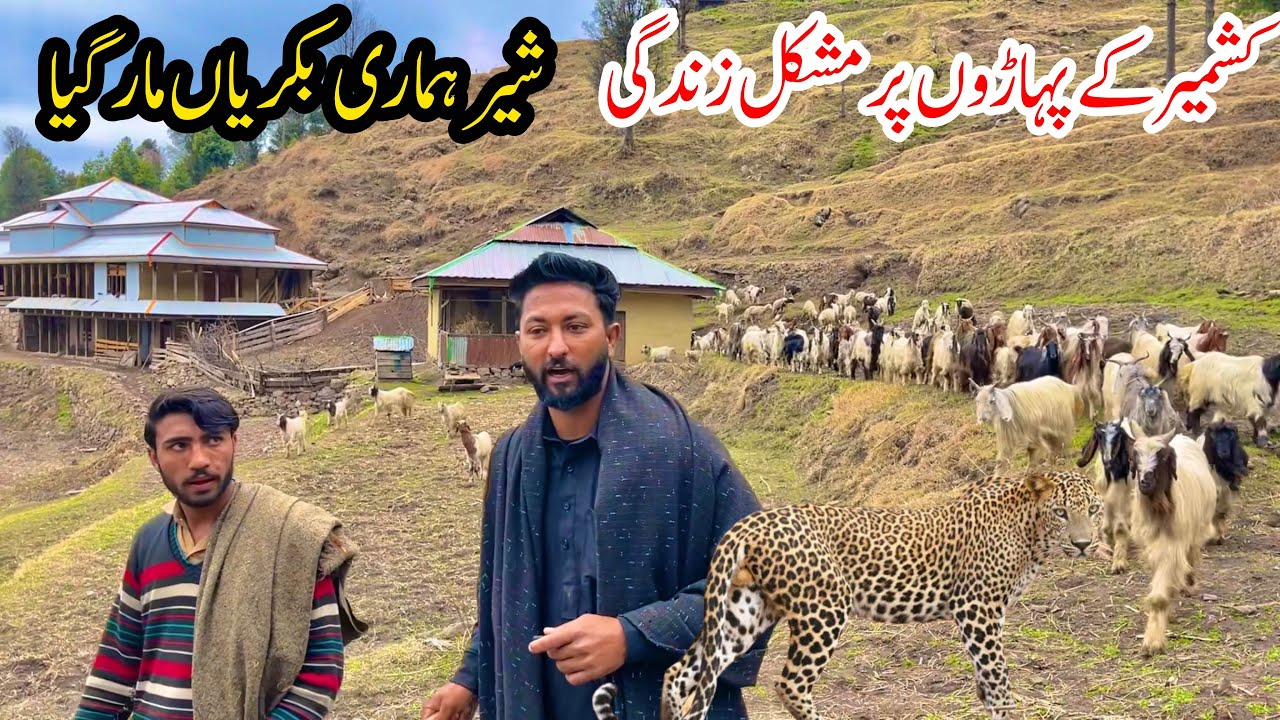 Kashmir Hard Life on Mountain | Loin Always Came Here 🥺